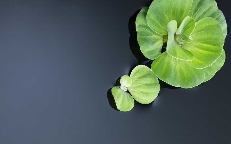 floaters, plant, nature, water, 2K, two, green, other nature