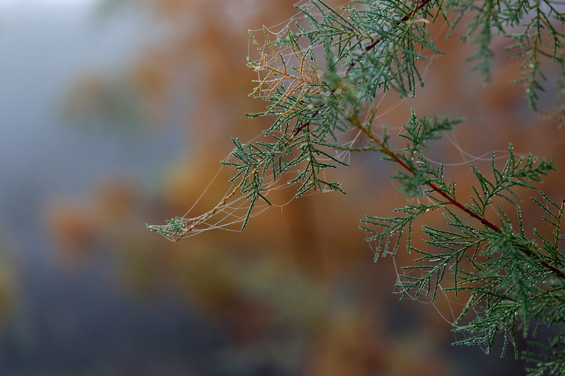autumn, branch, drops, plant, twig, fragility, close-up, vulnerability, wet, nature, 5K, tranquility, spider web, beauty in nature, tree, selective focus