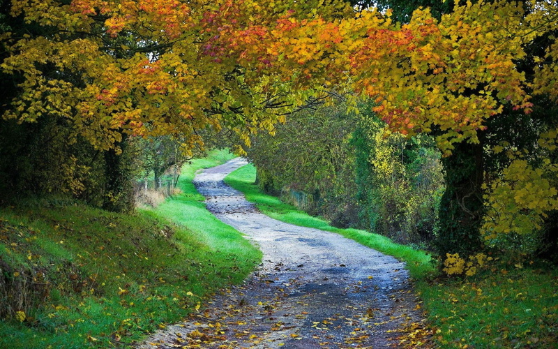 leaves, path, day, forest, grass, tree, footpath, tranquil scene, landscape, land, tunnel, change, scenics - nature, fall, 1080P, the way forward, plant