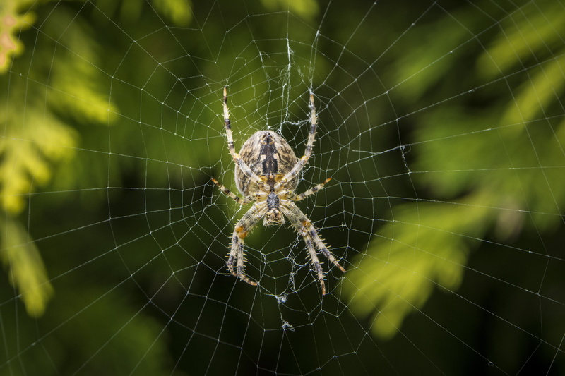 animals in the wild, animal themes, day, close-up, animal wildlife, european garden spider, zoology, one animal, arthropod, nature, animal, animal leg