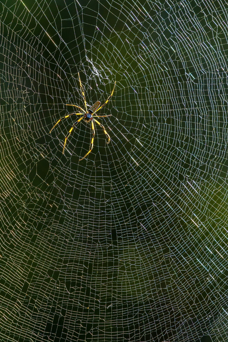 animal, close-up, 2K, nature, outdoors, insect, animal wildlife, arthropod, vulnerability, full frame, backgrounds, golden silk orb-weaver, web, natural pattern
