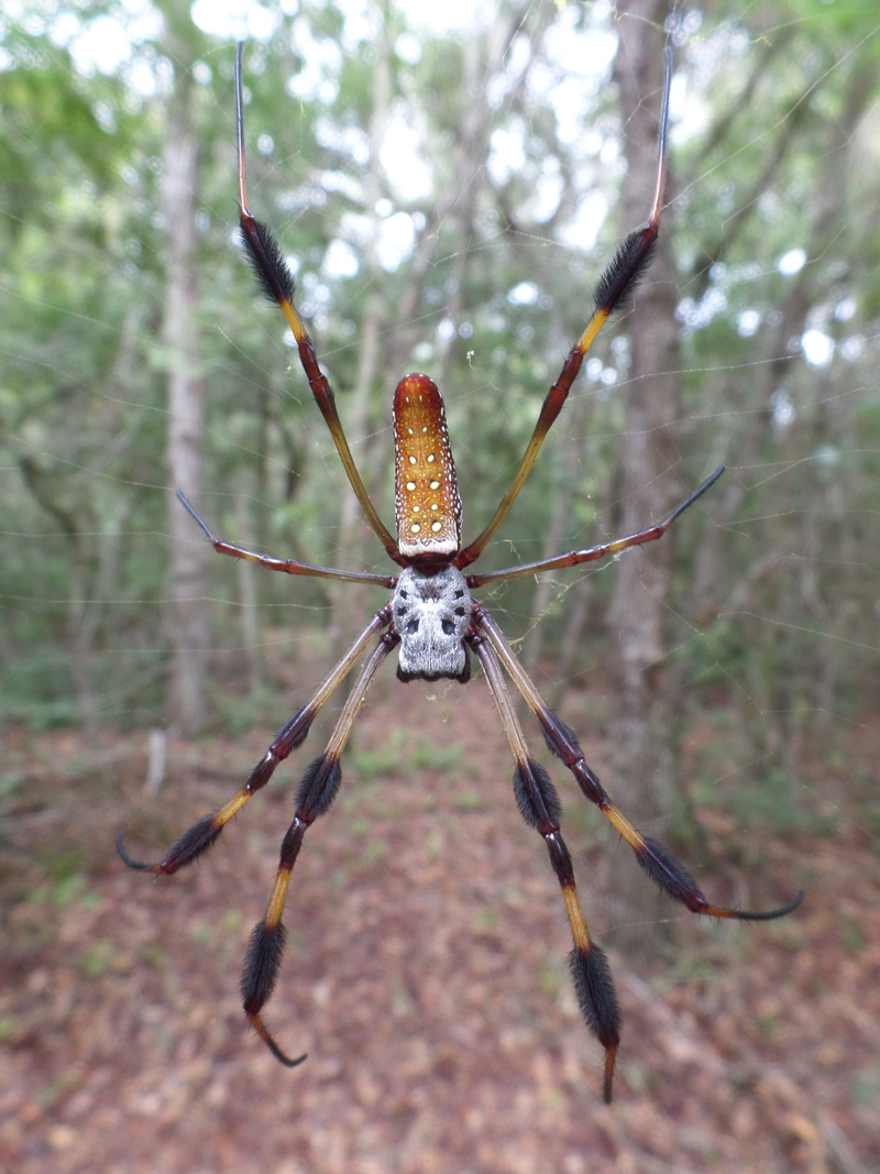 focus on foreground, banana spider, golden silk orb weaver, wild, tree, zoology, close-up, arthropod, plant, wildlife, female, no people, spiderweb, one animal