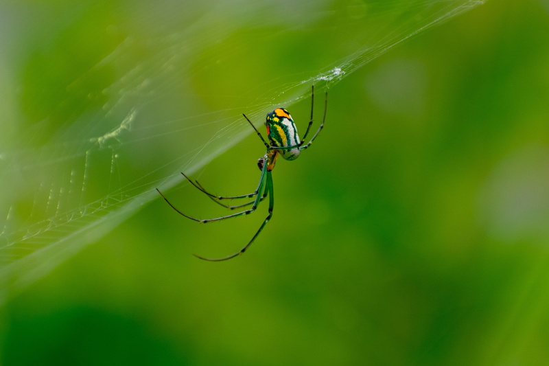 no people, weaver, web, yellow, animal wildlife, leaf, animals in the wild, animal themes, damselfly, small, legs, closeup, insect, close, 2K, blade of grass
