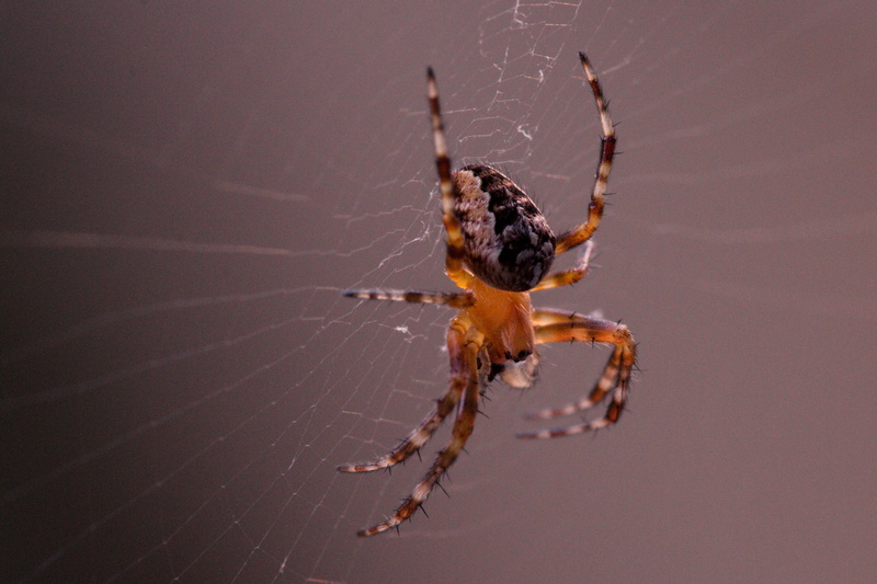 invertebrate, one animal, fragility, zoology, close-up, safety net, hairy, Garden Spider, close, focus on foreground, web, animal themes, arthropod, spider macro