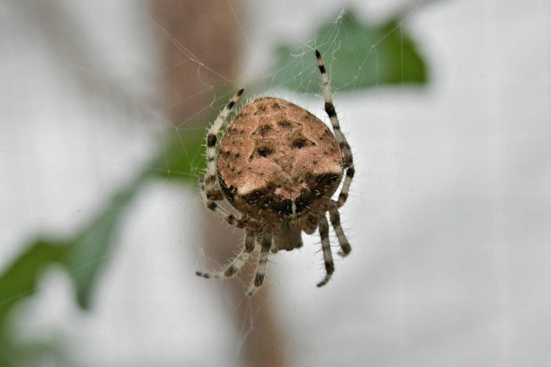 no people, macro, fragility, spider web, selective focus, orb, araneus, arachnid, one animal, animal wildlife, araneus gemmoides, spider, cat face, animal leg