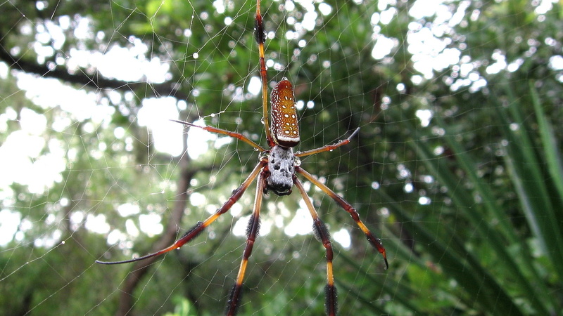 one animal, arachnid, no people, tree, animal wildlife, focus on foreground, fragility, spider web, arthropod, invertebrate, nature, spider, animal leg