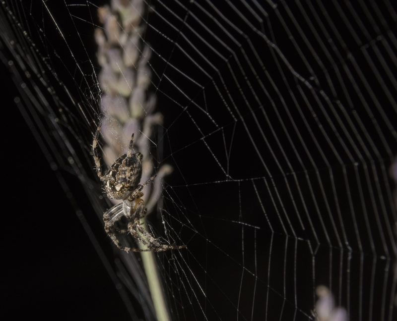nature, survival, zoology, orb, invertebrate, spider, 2K, insect, animal themes, wildlife, focus on foreground, outdoors, animals in the wild, animal leg