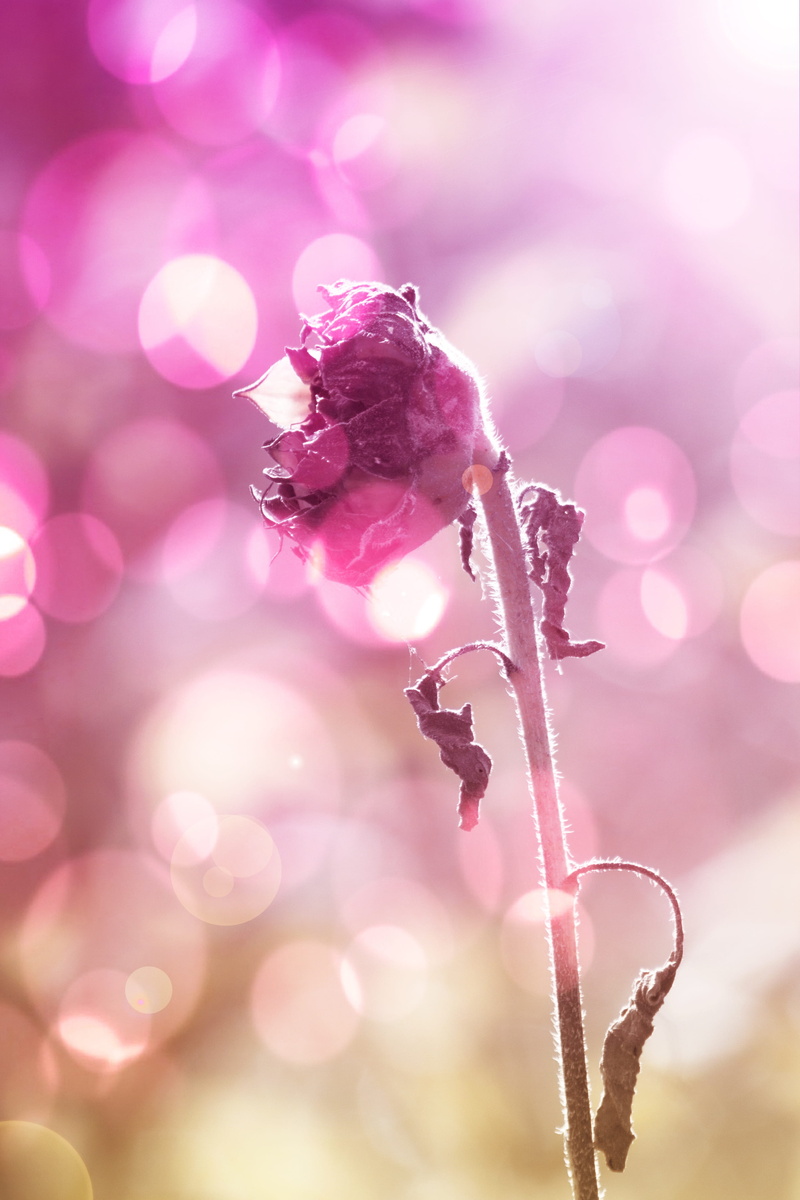 day, no people, tranquility, selective focus, defocused, purple, close-up, photography, nature, frozen, softness, growth, sun flower, lens flare, focus on foreground