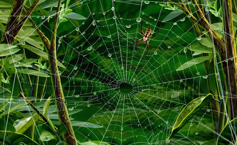 vulnerability, orb, natural pattern, plant part, Spider, web, leaf, full frame, complexity, Creative, water, close-up, beauty in nature, 1080P, day, pattern