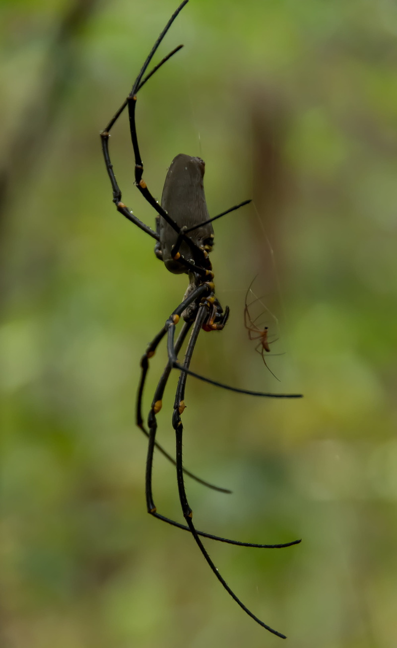close-up, focus on foreground, 2K, no people, rainforest, selective focus, large, female, golden orb weaver, nature, animal wildlife, green color, nephilia pilipes