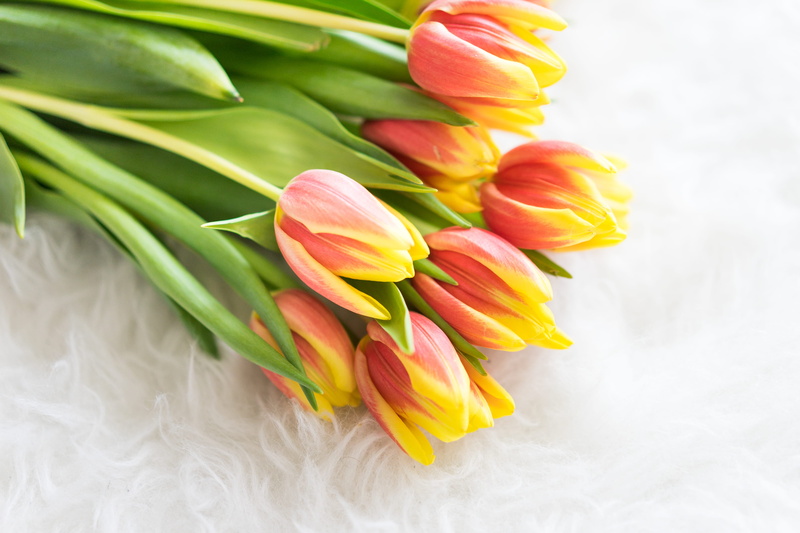 petal, kees nelis, 4K, decoration, beauty in nature, kees, easter, studio shot, fragility, valentines day, flowering plant, gift, flowers, bunch of flowers