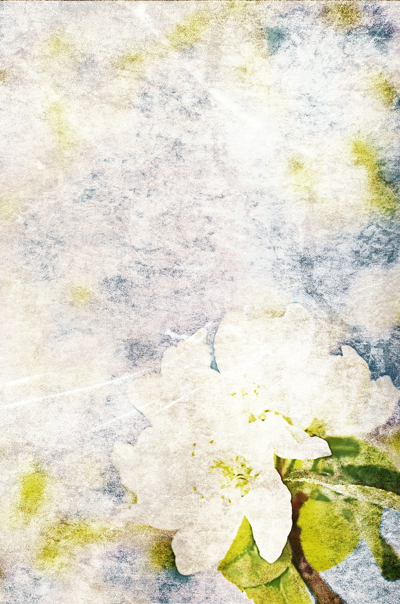 floral, love, easter, fabric, scrapbook, fragility, bright, bouquet, no people, day, texture, vintage, petals, rock, high angle view, spring, aged, copy
