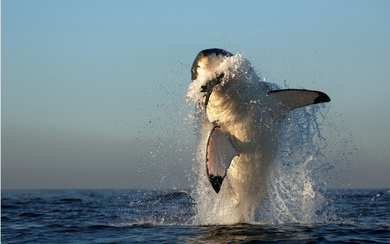animals in the wild, water, mammal, aquatic mammal, underwater, day, nature, aggression, marine, animals, outdoors, sea, no people, animal wildlife, one animal