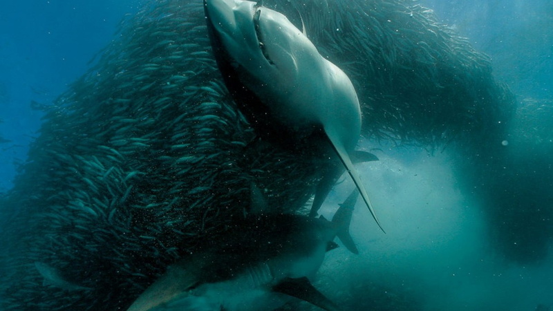 swimming, water, animal themes, animal, 1080P, marine, fish, mammal, nature, underwater, animal wildlife, adventure, sport, one animal, undersea, sea life