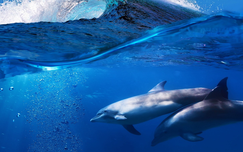 no people, animal themes, blue, nature, water, tank, mammal, 2K, fish, undersea, animals, marine, sea, swimming, outdoors, white, group of animals, animals in the wild