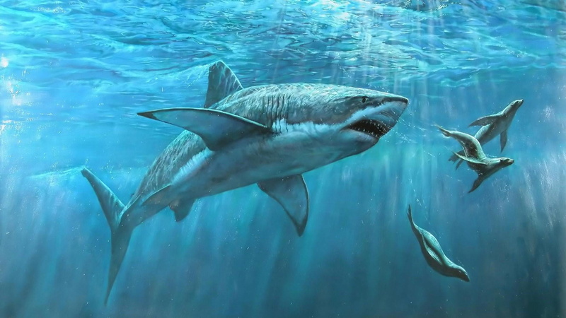 fish, nature, animals in the wild, seal, aquatic mammal, marine, 1080P, underwater, mammal, vertebrate, ocean, sea life, shark, aquarium, tank, sea, animal wildlife