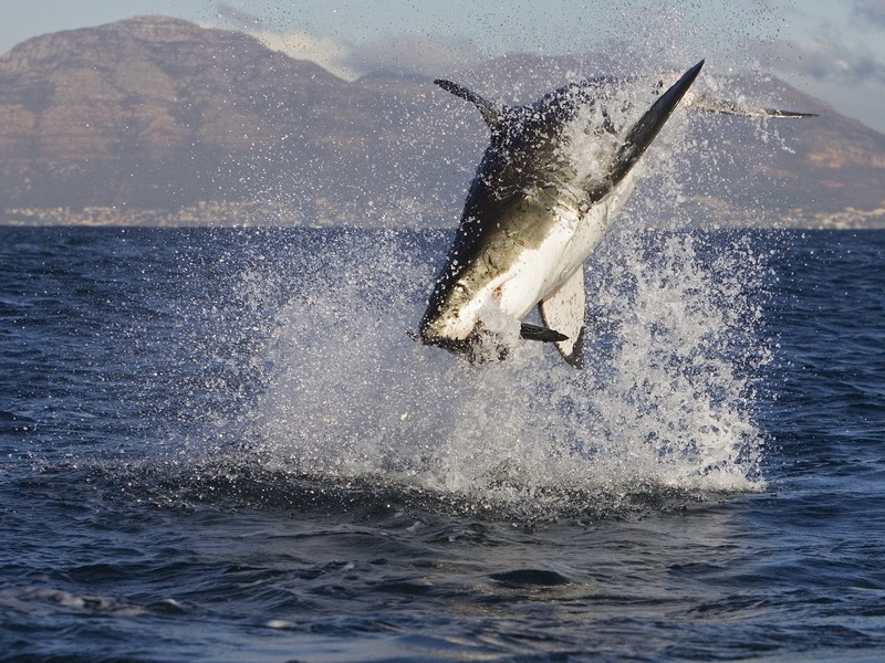 sea, animals, outdoors, sea life, nature, marine, mammal, one animal, animals in the wild, motion, no people, splashing, animal wildlife, animal themes