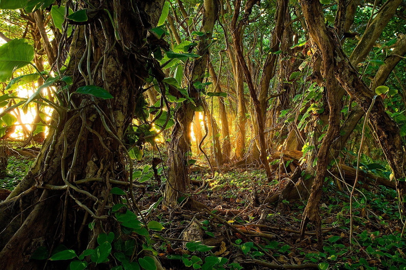 jungle time pictures for background, tree trunk, forest, tree, streaming, plant, sunset, leaf, rainforest, outdoors, 1080P, tranquil scene, land, no people