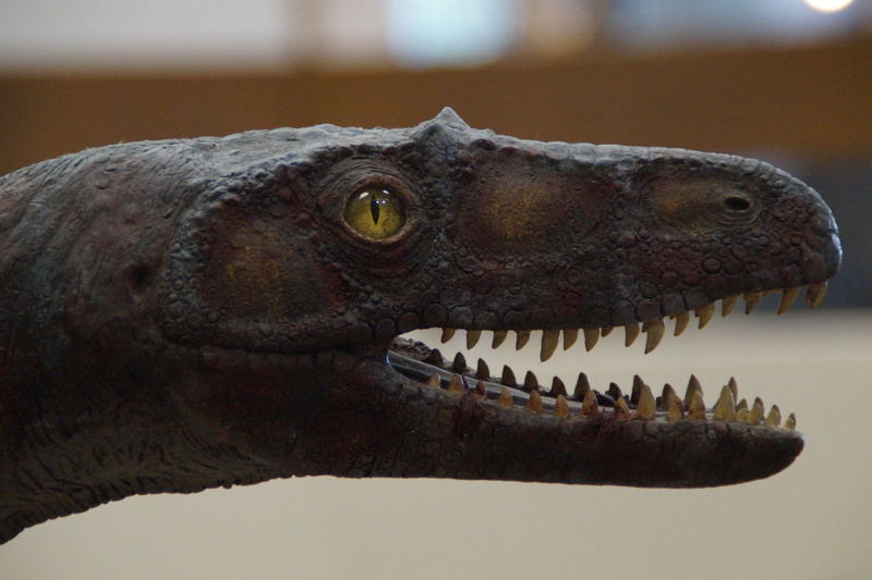 side view, mouth, museum of natural history, natural history museum, marine, animal representation, no people, aggression, profile view, reptile, replica