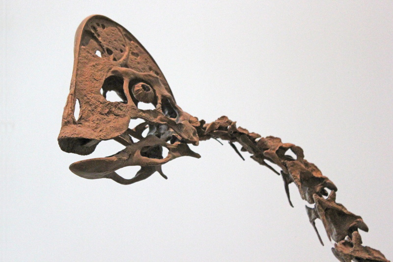 sky, museum, studio shot, animal, branch, skeleton, one animal, bone, extinct, fossil, metal, evolution, no people, prehistoric, indoors, full length, damaged
