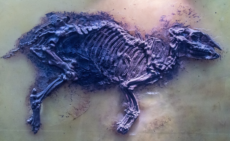 fish, animal themes, close-up, no people, pit messel, 2K, nature, propalaeotherium, petrified, prehistoric times, sea, vertebrate, urtier, marine, sea life