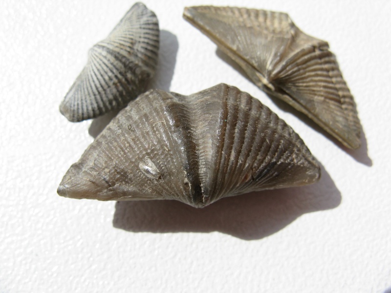 animal shell, indoors, close-up, studio shot, 2K, nature, shellfish, white background, seashell, no people, collection, fossils, brachiopoda, fossil collectors