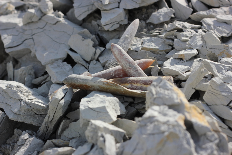 lagerstätte, no people, fossil collectors, Fossils, gravel, selective focus, large group of objects, stack, rough, 5K, day, prehistoric times, sunlight