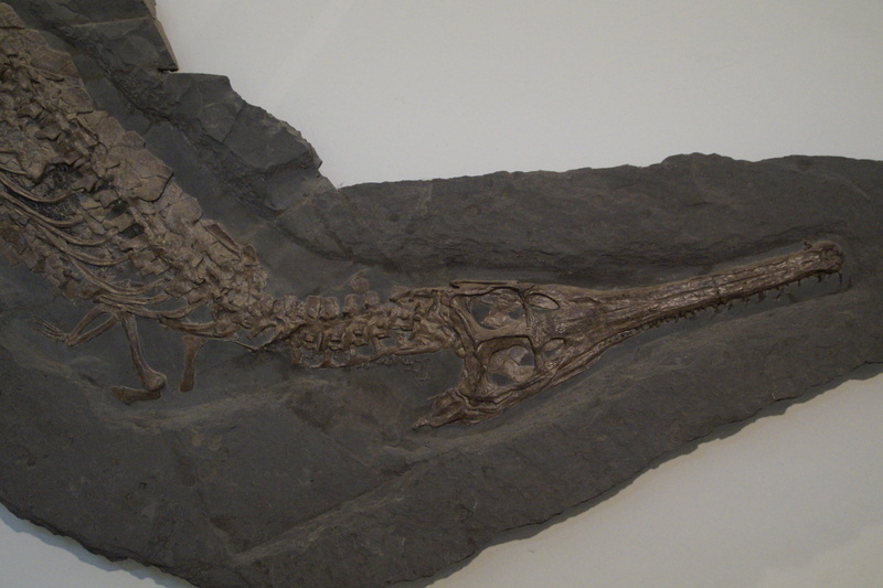 ancient, paleontology, history, museum of natural history, petrified, environment, fund, stone, fossil, urtier, animal themes, jura, jurassic sea, museum