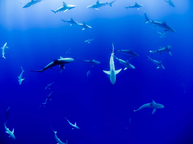 swimming, aquarium, 4K, sea, animal, fish, sharks, ocean
