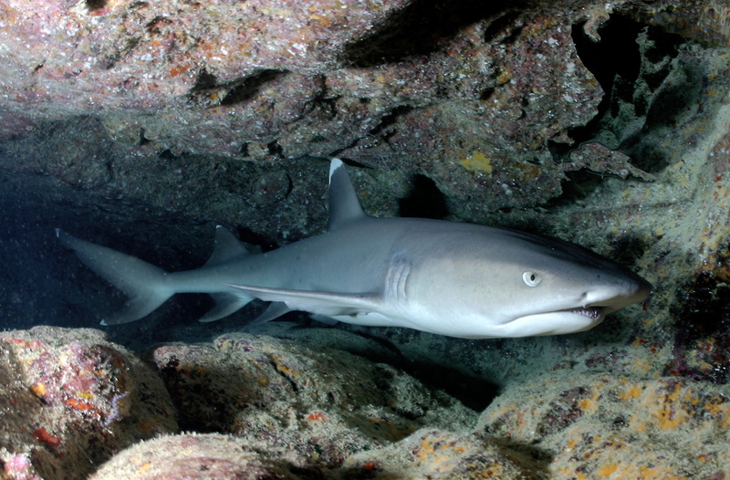 animal wildlife, sea life, grey, sea, coral, photo, 5K, vertebrate, one animal, animal themes, marine, whitetip reef shark, animals in the wild, requiem shark
