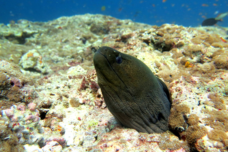 Moray, 4K, Eel, reef, coral, animals in the wild, water, marine, close-up, one animal, nature, eel, animal themes, Fish, undersea, Underwater, no people