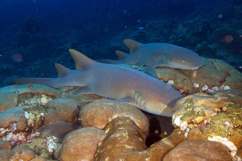 invertebrate, fish, wildlife, animal, marine, reef, animals in the wild, shark, animal themes, scuba Diving, animal wildlife, vertebrate, ecosystem, no people