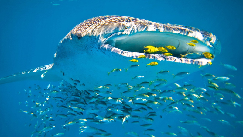 life, fish, tropical, marine, sea, ocean, splash, clean, seawater, reef, diving, underwater, liquid, tiger shark, animals, pool, great white shark, swim