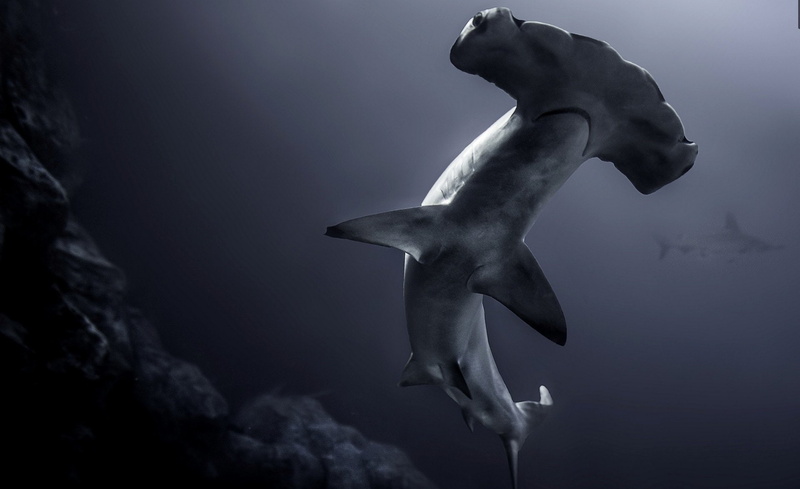 1080P, predator (Animal), Shark, Sea Life, Underwater, Sharks, Hammerhead Shark