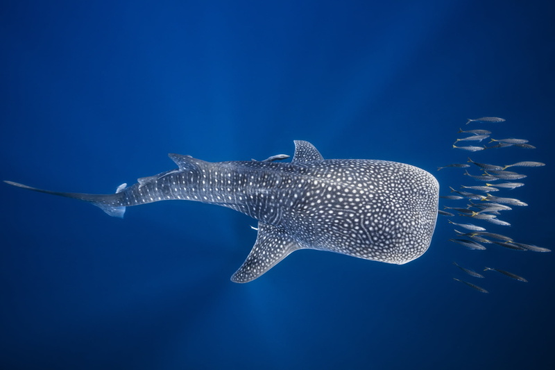 sea, Madagascar, fish, under water, the ocean, 1080P, The whale shark