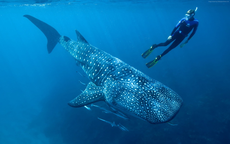 animal themes, animals in the wild, sea life, aquatic sport, fish, wa, undersea, underwater, adventure, animal wildlife, indian, vertebrate, sea, exploration