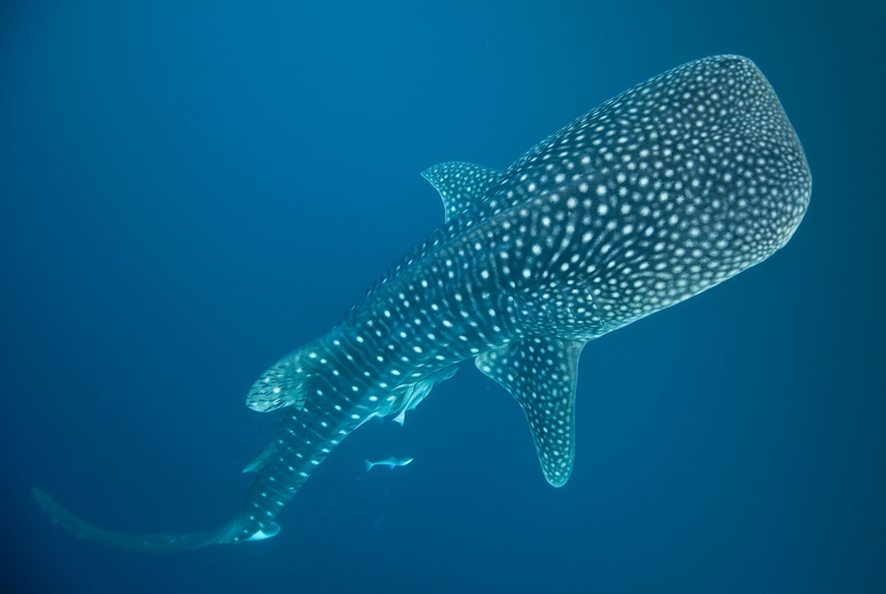 sea life, no people, animal themes, ocean, nature, fish, sea, spotted, undersea, swimming, blue, vertebrate, animal, whale shark, animal wildlife, underwater