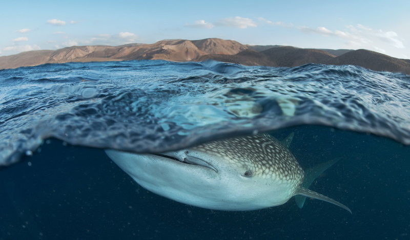 1080P, whale, one animal, animals, underwater, animals in the wild, whale shark, animal, animal wildlife, undersea, close-up, swimming, vertebrate, sea