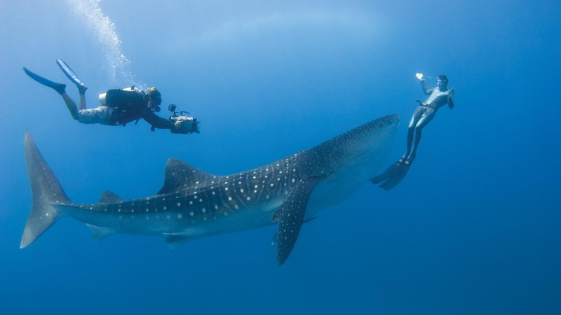 underwater, adventure, swimming, animals in the wild, indian ocean, whale shark, sport, shark, nature, diving, 1080P, diver, ocean, aquatic sport, animal