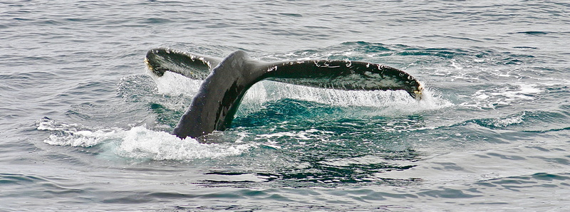 animal, tail fin, underwater, humpback whale, animal nose, fin, animal themes, mammal, animal wildlife, animals in the wild, marine, outdoors, body, tail