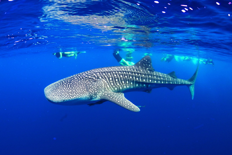 shark, underwater, sea, whale, ocean, 2K