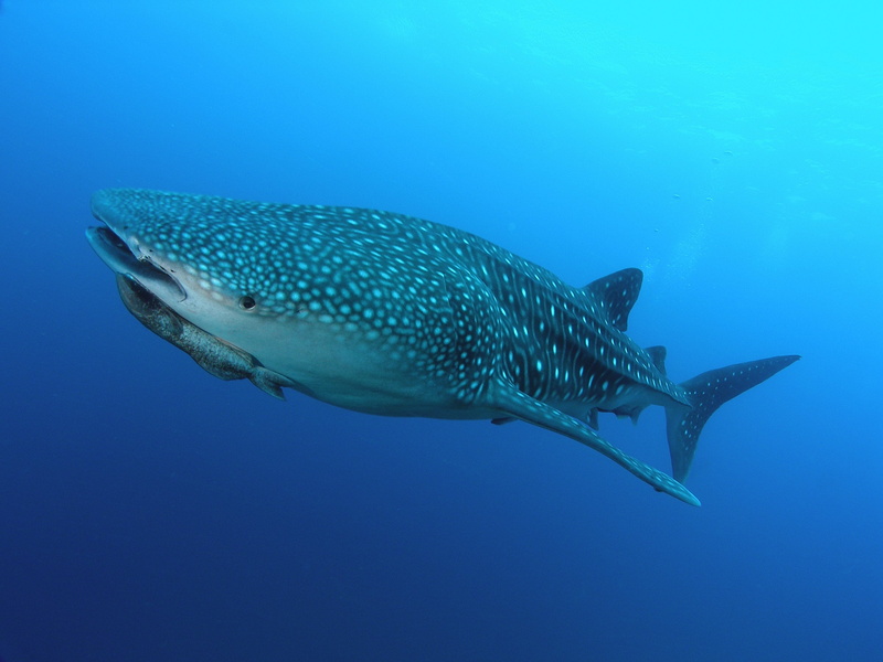 marine, fish, water, blue, sea life, animal wildlife, ocean, sea, one animal, no people, animals in the wild, Whale, nature, underwater, vertebrate, whale shark