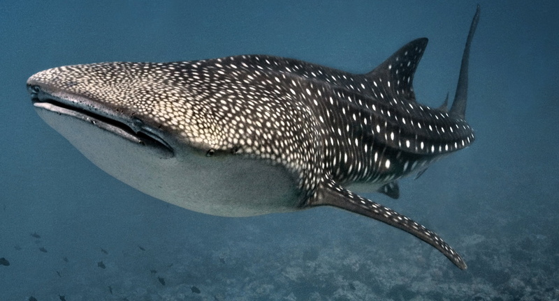 no people, outdoors, animal themes, saltwater fish, water, marine, nature, one animal, spotted, sea life, animal wildlife, sea, animals in the wild, underwater