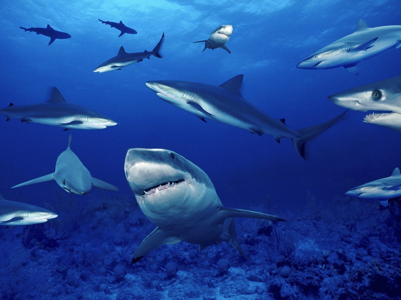 shark, sea, underwater, 720P