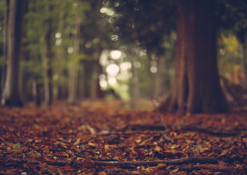dorking, tree, surrey hills area of outstanding natural beauty, fallen leaves, growth, woods, surface level, falling, selective focus, beauty in nature