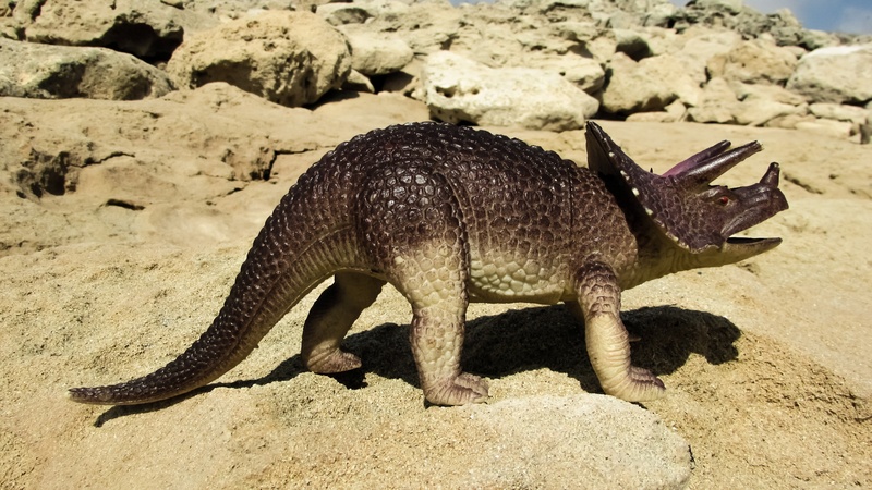 dinosaur, rock, 4K, animal themes, lizard, reptile, animals in the wild, rhino, marine, sea, extinction, land, beach, sea life, evolution, one animal