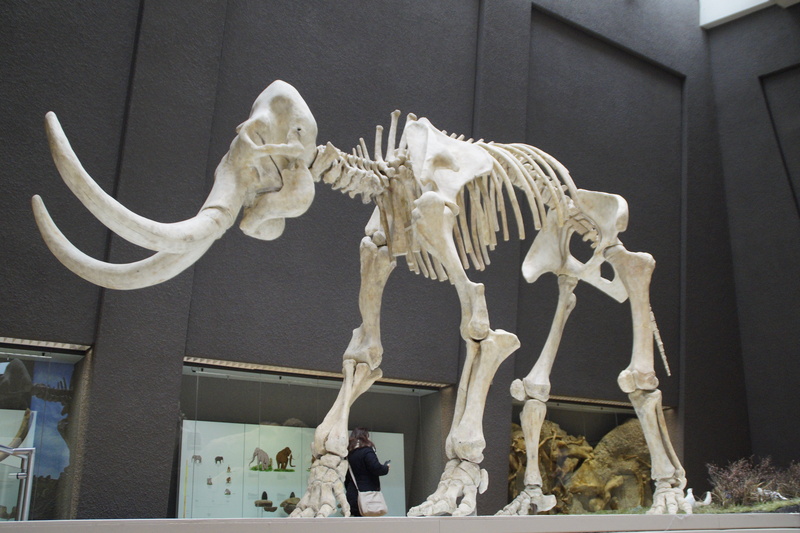 history, low angle view, creativity, pachyderm, tusks, stone age, 5K, science, stuttgart, no people, museum of natural history, male likeness, mammoth