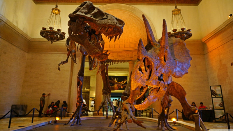 dinosaurs, nature, skeleton, Triceratops, museum, Tyrannosaurus rex, 4K, prehistoric, Los Angeles
