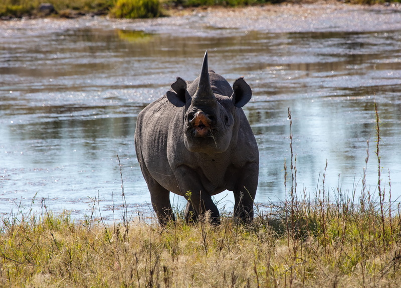 animal, 5K, vertebrate, triceratops, nature, safari, one animal, day, no people, animal wildlife, outdoors, lake, rhinoceros, herbivorous, domestic animals