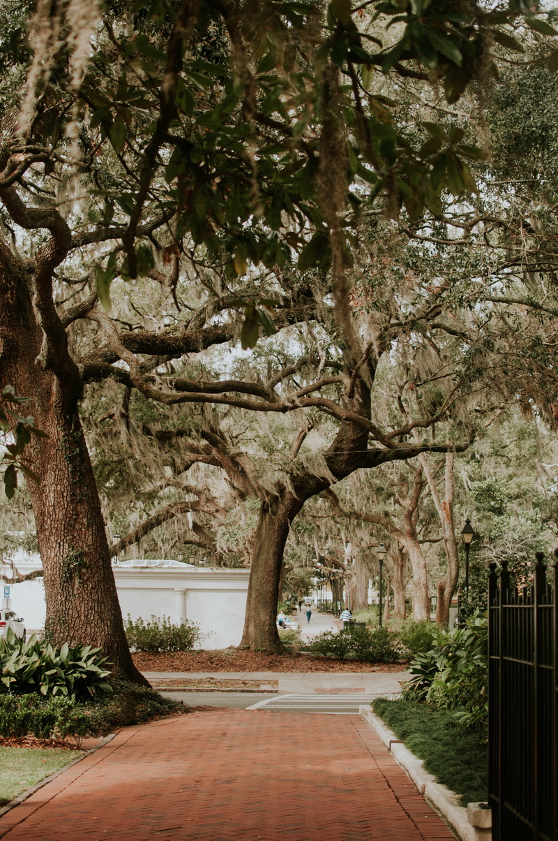 central Park, tree, concrete, outdoors, plant, leafed, gray, Savannah, tree trunk, sunlight, trees, the way forward, direction, growth, park, scenics, green